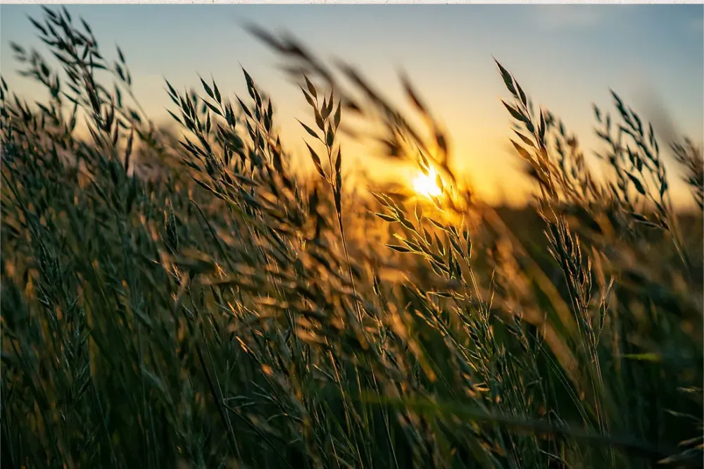 Rechargement de prairie près de Nexon
