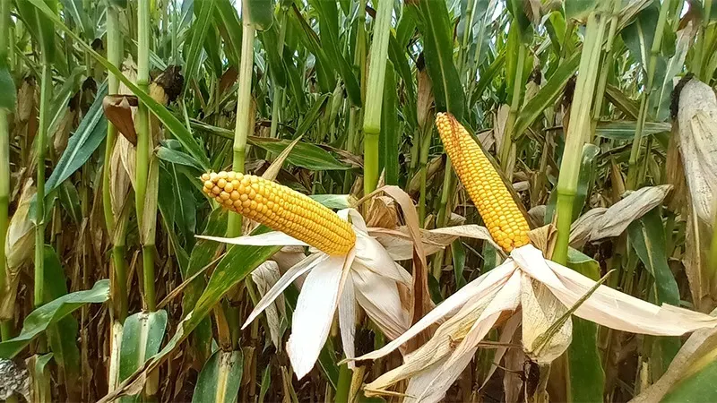 nos travaux agricoles (1)